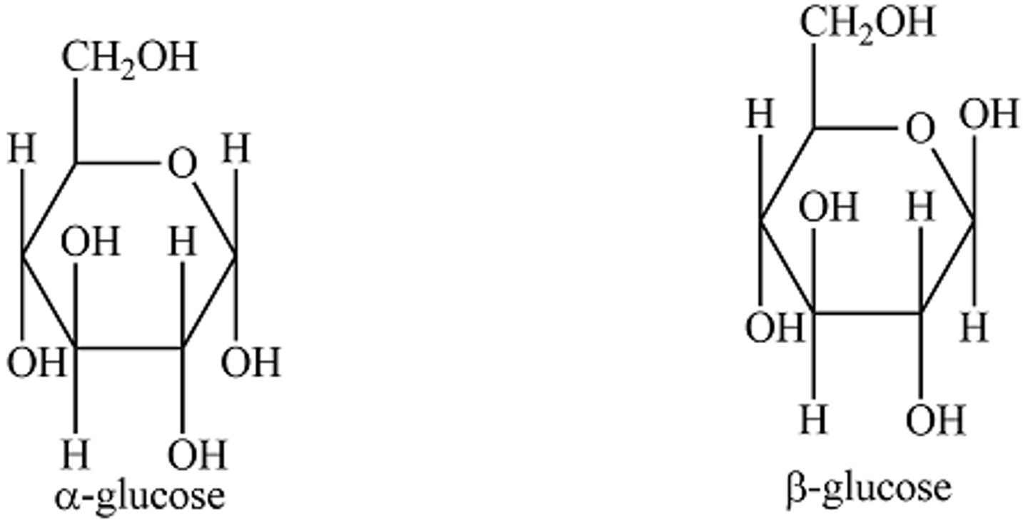 <p>structural isomers (same molecules, different structures)</p><p>Position of hydroxyl on C1 is different for alpha/beta</p><p>For beta glucose, for condensation rxn to occur, newly added one must be inverted.</p>