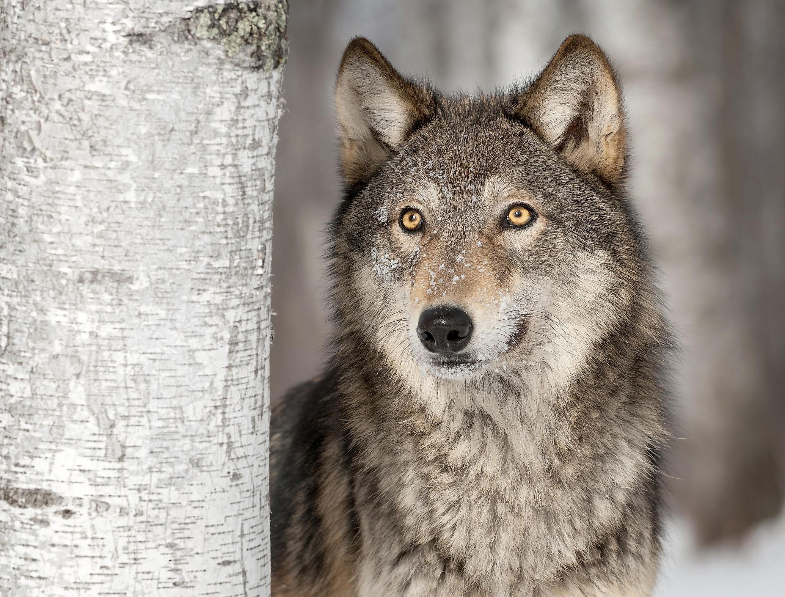 <p>Wolf</p>