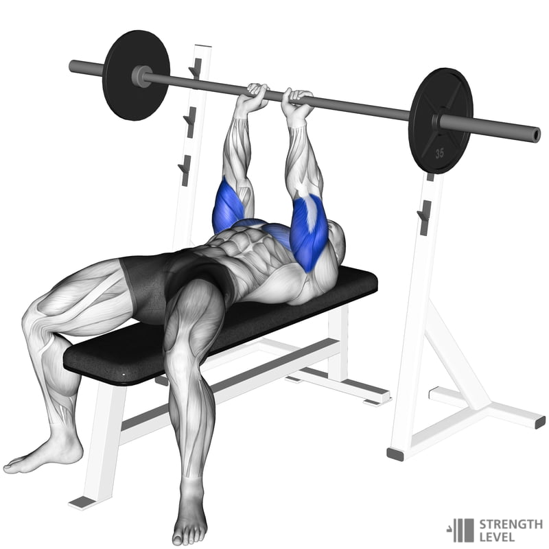 <ul><li><p>Triceps Brachii</p></li></ul><p></p>