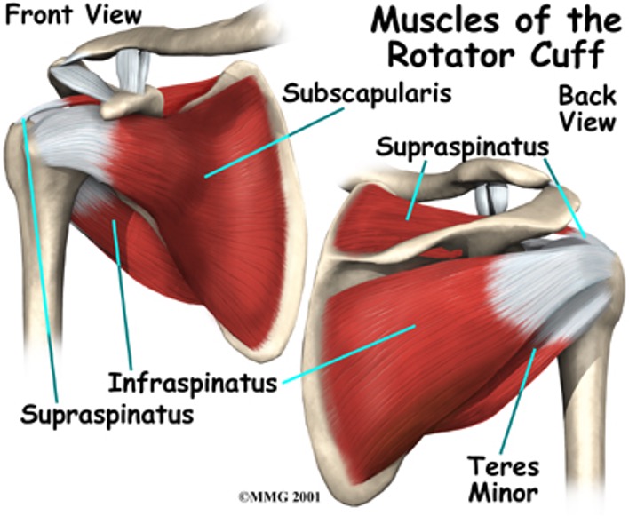 <p>supraspinatus</p><p>infraspinatus</p><p>teres minor</p><p>subscapularis</p><p>(Tendons of S.I.T.S)</p>