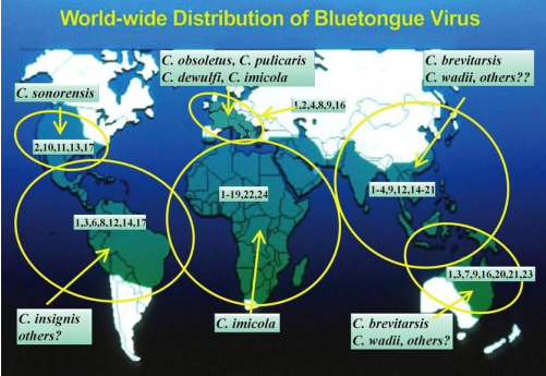 <p>VETERINARY IMPORTANCE : BLUETOUNGE DISEASE</p><p> Viral disease of rumi__ (sheep, goats, cattle, bison and deer) </p><p>   Non-conta___ ; only insect-borne </p><p> First isolated in South Africa 1930s, now occurs in many parts of the world</p>