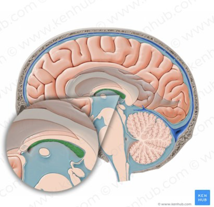 <p>how is cerebral spinal fluid produced? </p>