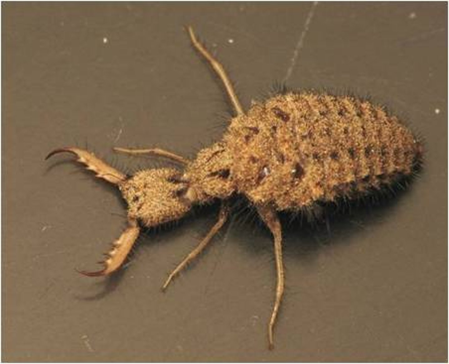 <p>Lacewings, antlions, owlflies</p>