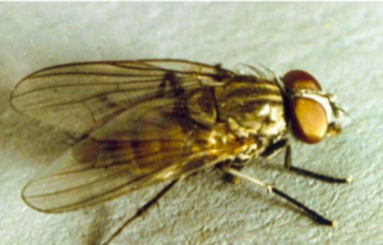 <p>*One pair of haltere (hindwings), one pair of membranous wings *Musca Domestica *Plumose arista antennae *Eggs lays in rotting material *Vector diseases associated with feces</p>