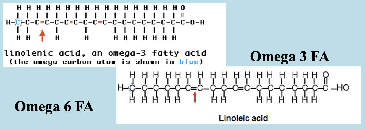 <ul><li><p>Saturated Fatty acids (No double bonds = between carbon atoms)</p><ul><li><p>Palmitic Acid (16C:0=)</p></li><li><p>Stearic Acid (18C:0=)</p></li></ul></li><li><p>Unsaturated ( Double bond = present)</p><ul><li><p>MUFA (Mono-Unsaturated FA; 1 =),</p><ul><li><p>Oleic acid (high in olive oil)</p></li></ul></li><li><p>PUFA (Poly-Unsaturated FA; &gt;1=)</p><ul><li><p>Linoleic Acid,  Omega=6</p></li><li><p>Linolenic Acid, Omega=3</p></li><li><p>Arachidonic Acid 20c:</p></li></ul></li></ul></li></ul>