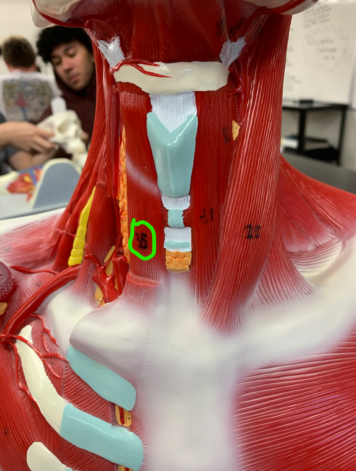 knowt flashcard image