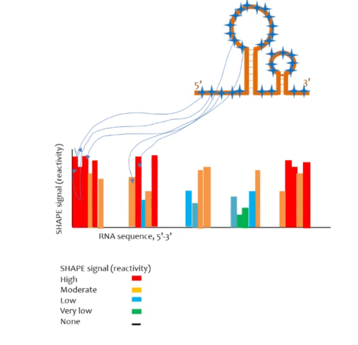 <p>nucleotide level resolution and signal strength of certain bases may be able to suggest things about structure of the RNA (lower signal can suggest that a ssRNA nucleotide is “buried” in the molecule)</p>