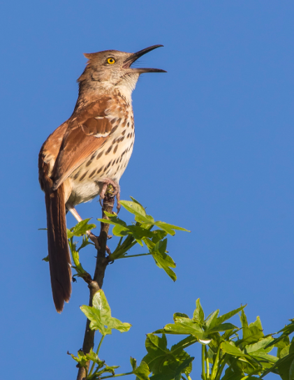 <p>Brown Thrasher</p>