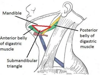 <p>MATCH EACH NUMBERED TERM WITH THE MOST PROPER LETTERED ONE</p><p>A. Anterior cervical triangle</p><p>B. Posterior(lateral) cervical triangle</p><p>1. Omotrapezoid (Subclavian triangle)</p><p>2. Carotid</p><p>3. Omoclavicular (Occipital triangle)</p><p>4. Digastric triangle</p>