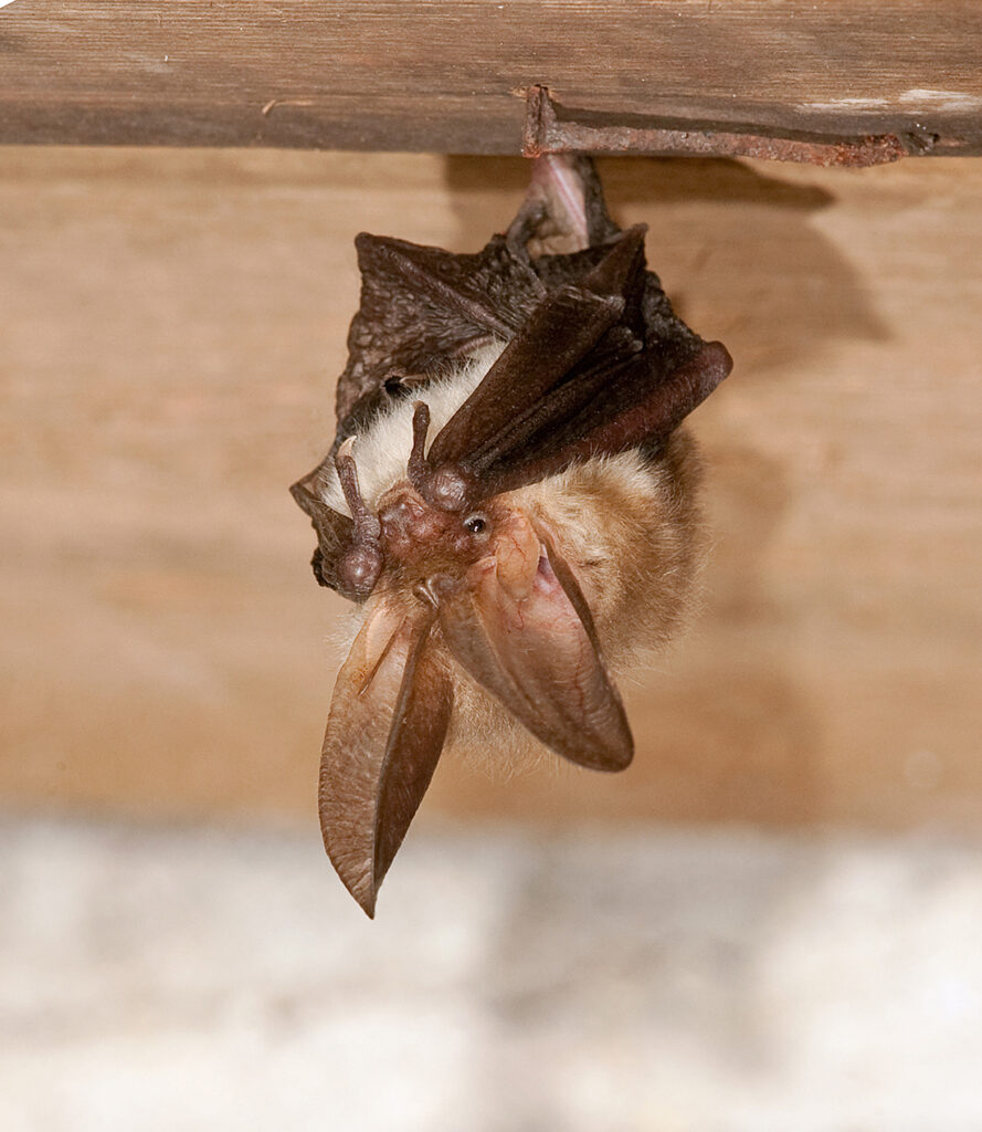 <p><em>Plecotus auritus</em></p>