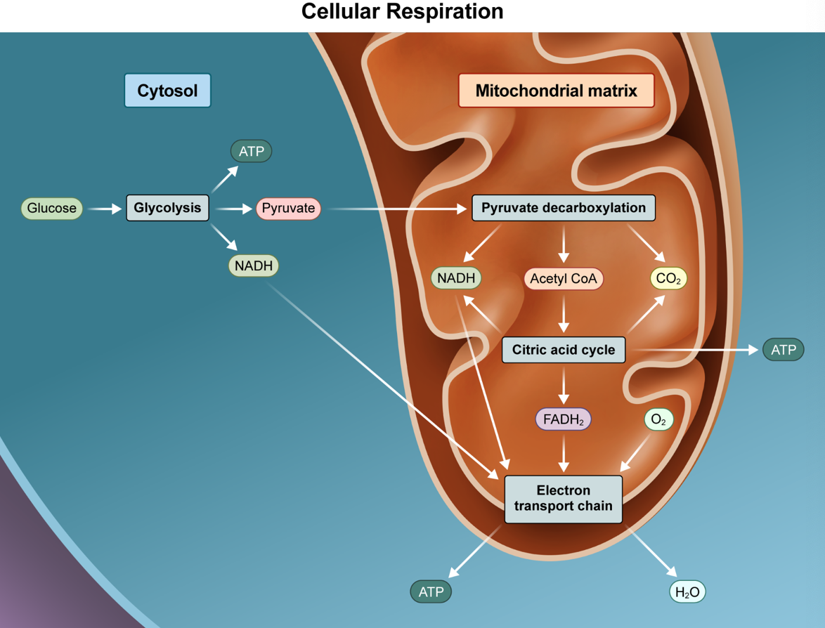 <p><strong>C. cytoplasm</strong> | glycolysis occurs within a cell’s cytoplasm. in eukaryotes, the pyruvate and NADH products of glycolysis are then shuttled into he mitochondria for further metabolic reactions</p><p><strong>DAT Pro-Tip: In prokaryotes, the pyruvate manipulations and Krebs cycle occur in the cytosol, and the ETC occurs along the cellular membrane. This is bc prokaryotes don’t have mitochondria (or other membrane-bound organelles).</strong></p>