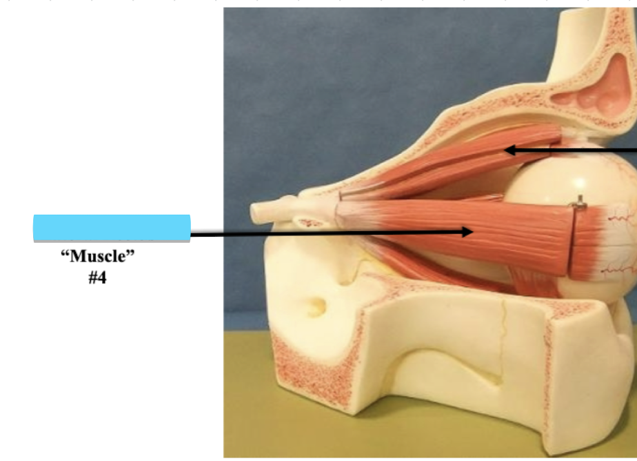 <p>Label muscle #4 </p>