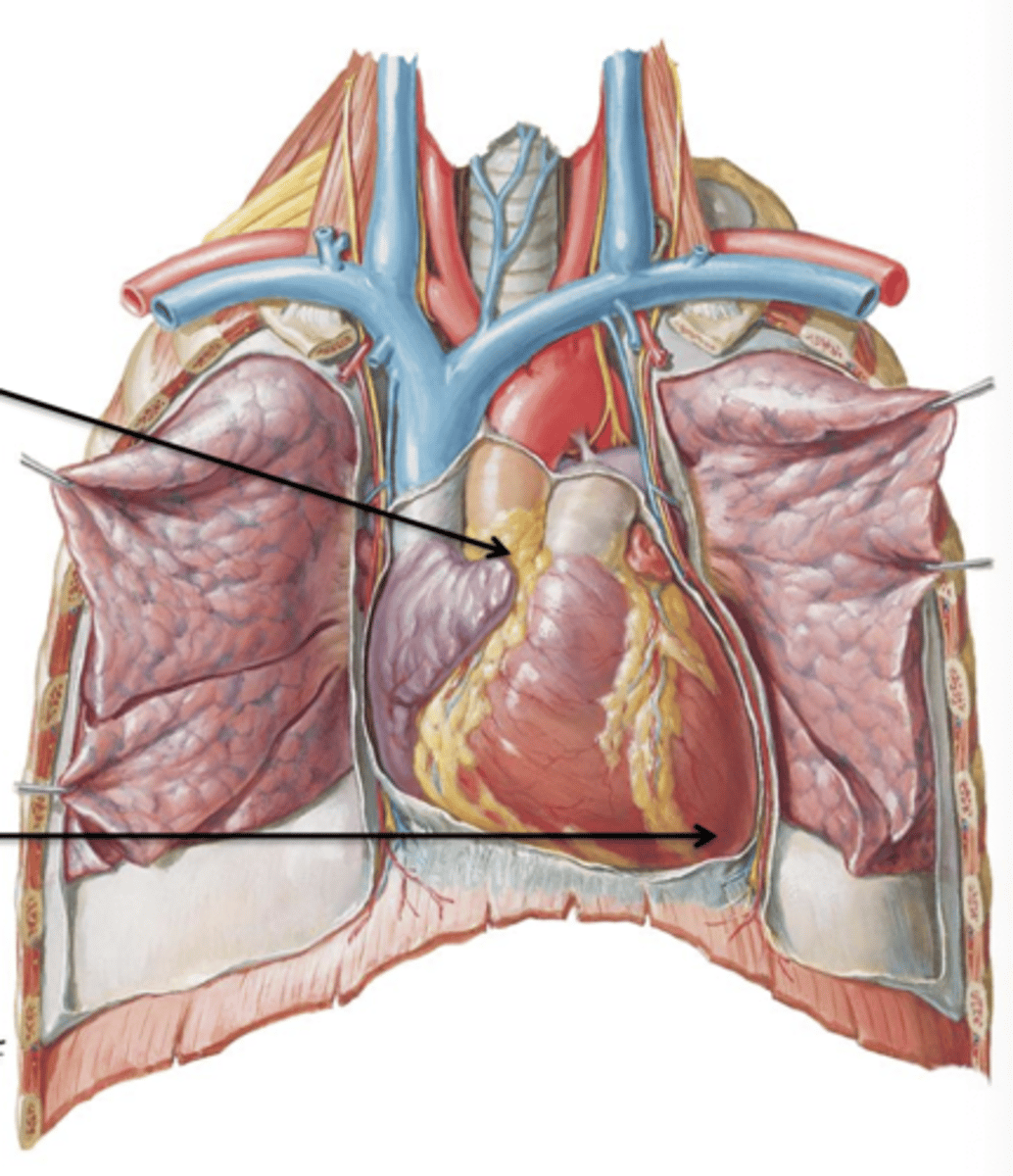 <p>Area where great vessels attach to the heart (Aorta, Pulmonary Trunk, Superior Vena Cava).</p>