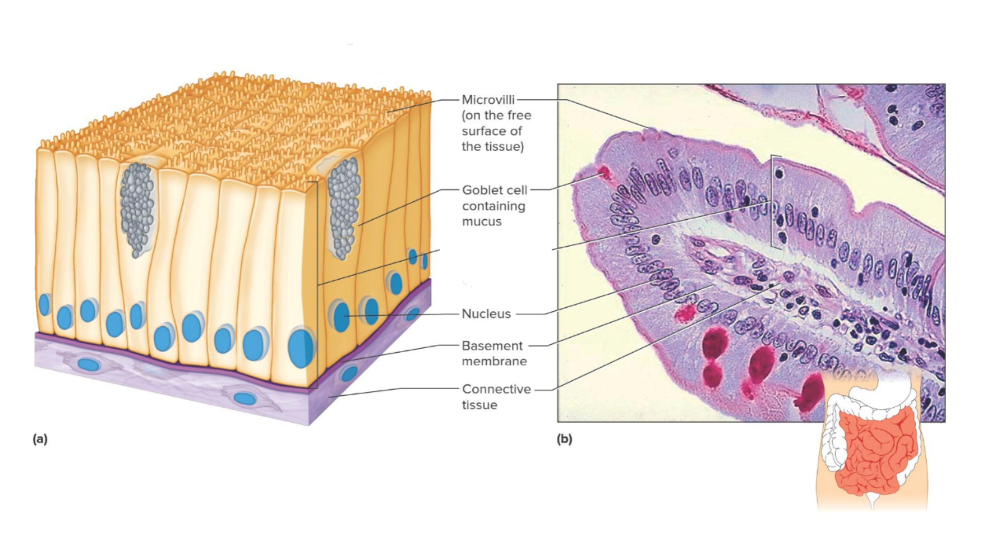 <p>Which tissue is this </p>