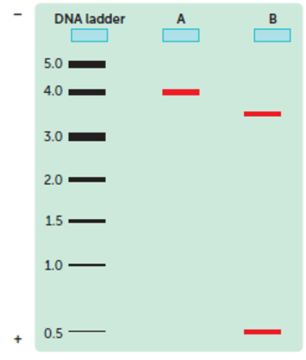 <p>The first well may contain a control DNA sample of known length (ladder). The results from the unknown samples are compared to the ladder to determine the length of the DNA strands in the sample.</p>