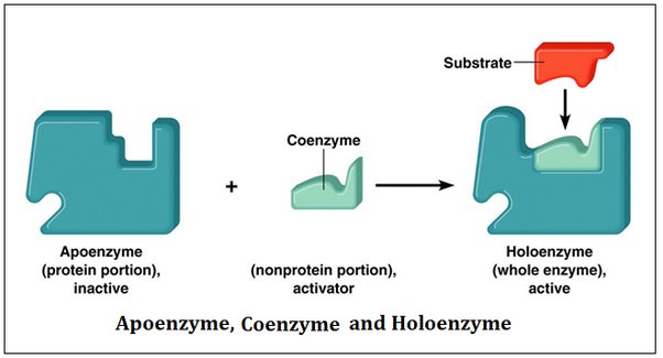 <p><span style="font-family: Arial, sans-serif">an organic molecule that participates in a chemical reaction with an enzyme but is left unchanged after the reaction is completed</span></p><p><span style="font-family: Arial, sans-serif">Some are synthesized by cells, but many of them are taken in as dietary vitamins by animal cells</span></p>