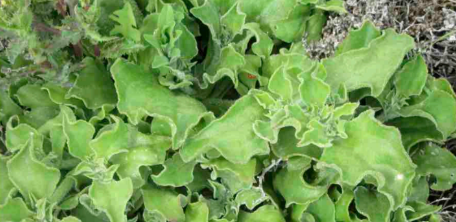 <ul><li><p>transitional zone</p></li><li><p>non-native annual species</p></li><li><p>large, bendy, curvy leaves</p></li></ul><p></p>