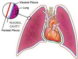 <p><strong>covers the lungs, blood vessels, nerves, and bronchi</strong></p>