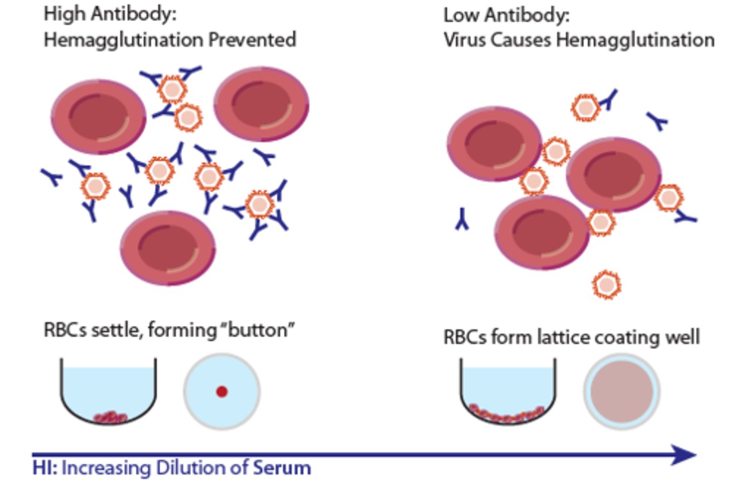 <p>some viruses naturally agglutinate RBCs; mix patient serum with viral suspension and then add the RBCs the virus is known to agglutinate; no agglutination means the patient serum had antibodies specific to the virus, which prevented hemagglutination</p>