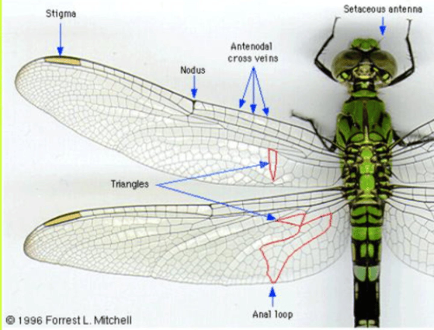 <p>Skimmers, Dragonflies</p>