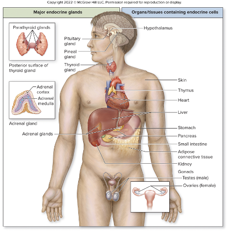 <p>pituitary, pineal, thyroid, parathyroid, adrenal </p>