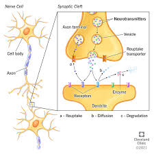 <p>Neurotransmitters</p>