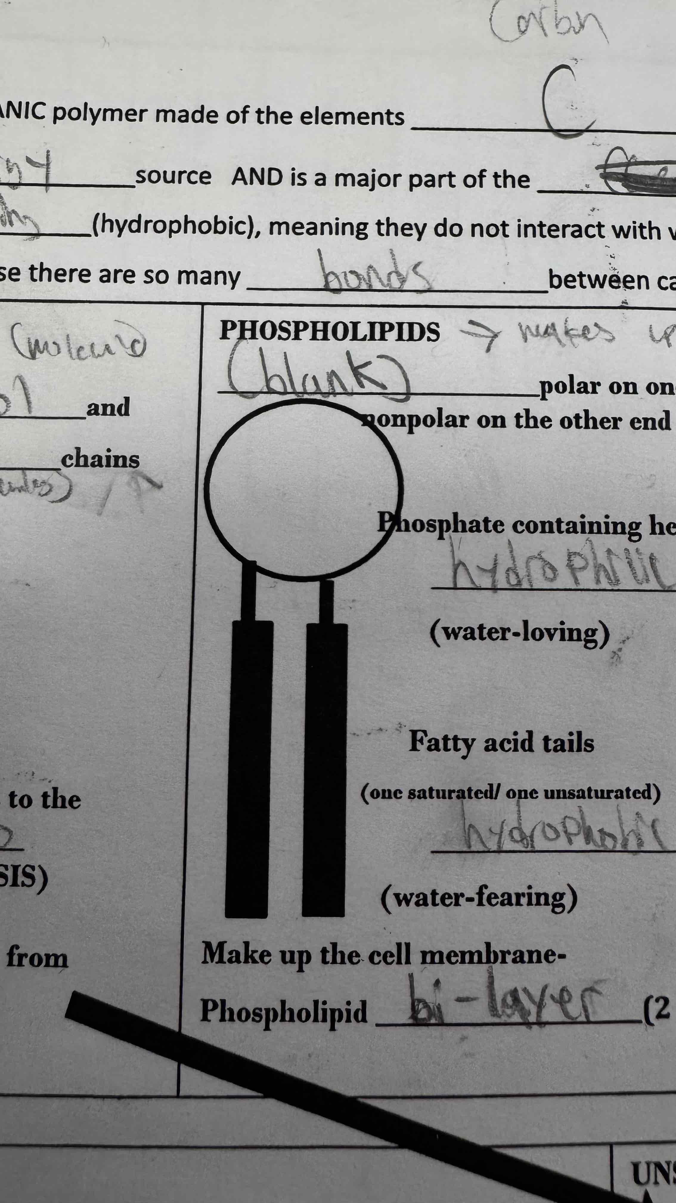 <p>What type of lipid is this?</p>