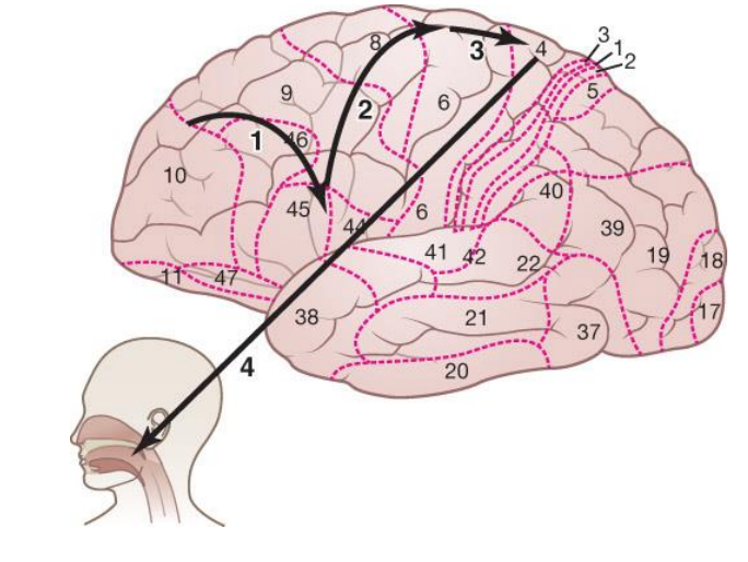 <ol><li><p>Desire and thoughts to communicate originate in the prefrontal cortex and are sent to Broca’s area for language encoding and speech planning </p></li><li><p>Broca’s area projects to the supplementary motor area (SMA; top of area 6), which activates speech plans </p></li><li><p>SMA relays now active plans to the primary motor cortex </p></li><li><p>Primary motor cortex sends plans to the speech muscles for execution</p></li></ol><p></p>