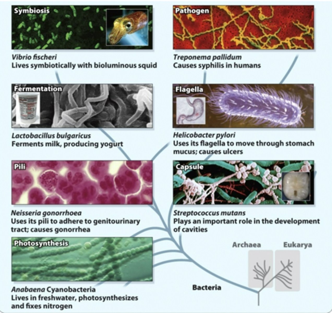 <p>prokaryotes</p>