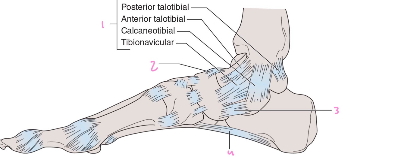 Label the medial ligaments