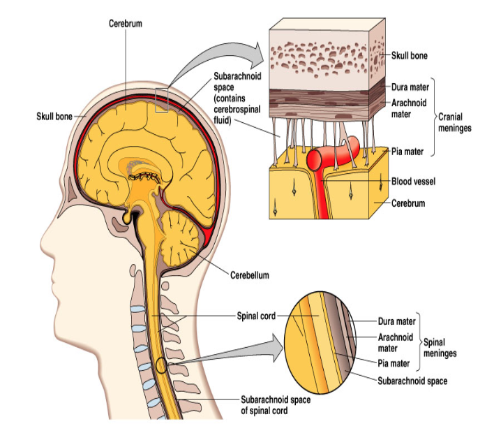 BIO: Chap. 20 Central Nervous System Flashcards | Knowt