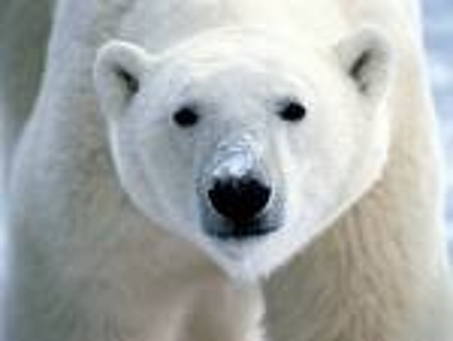 <p>un ours polaire, un ours blanc</p>