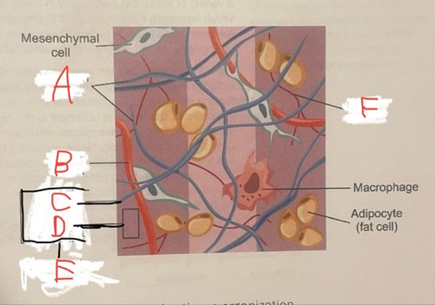 <p>A - collagen fibers</p><p>B - blood vessel</p><p>C - collagen</p><p>D - ground substance</p><p>E - extracellular matrix</p><p>F - elastic fibers</p>