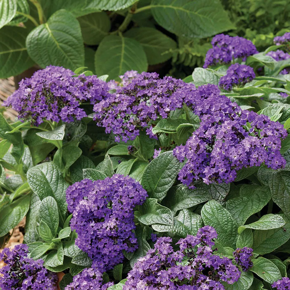 <p>Common heliotrope - <em>Heliotropium arborescens</em></p>