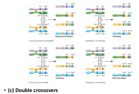 <p>Fill in the blank…</p><p>If the two genes assort independently, the number of asci with a parental ditype is expected to ( ) the number with a nonparental ditype. If the two genes are linked, the type of ( ) between them determines what type of ascus is produced.</p><p>1) No crossover → ( ) ditype</p><p>2) Single crossover → ( )</p><p>3) Double crossover → Any</p>