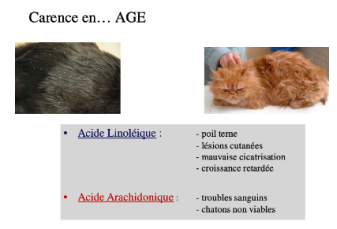 <p>Carences : AGE, Zn, vitamines (biotine, B6) → dépigmentation, pelage terne, alopécie, desquamation avec poils très gras (+ + si carence en AGE) ou poils très sec (si carence biotine), ulcération et croûte (Zn)</p>