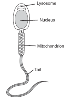 <ol><li><p>Long tail for movement 2) Contain lots of mitochondria for respiration to generate energy for movement</p></li></ol>