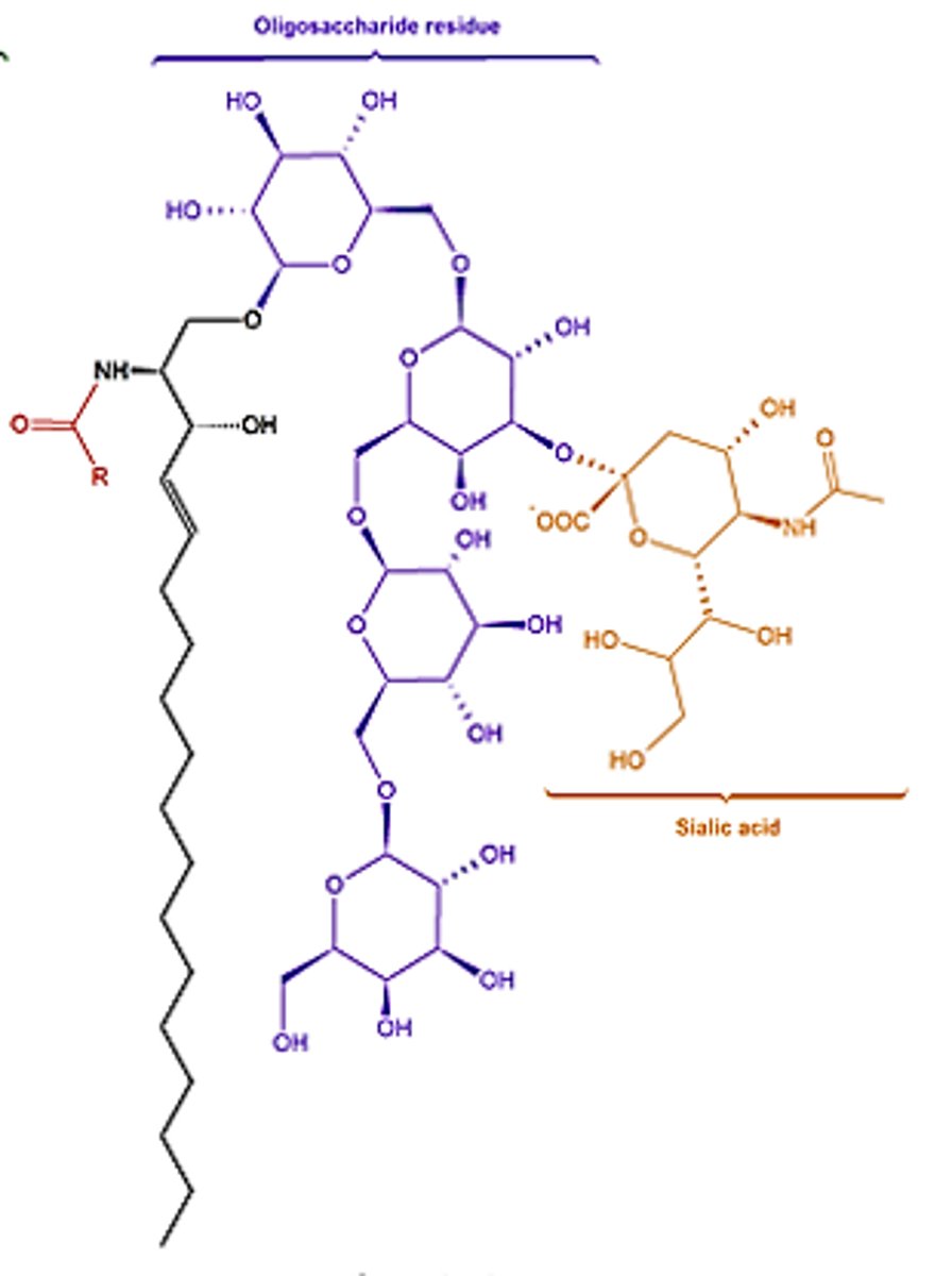<p>these are ceramides that have MORE than one sugar unit linked to the sphingosine’s OH</p>