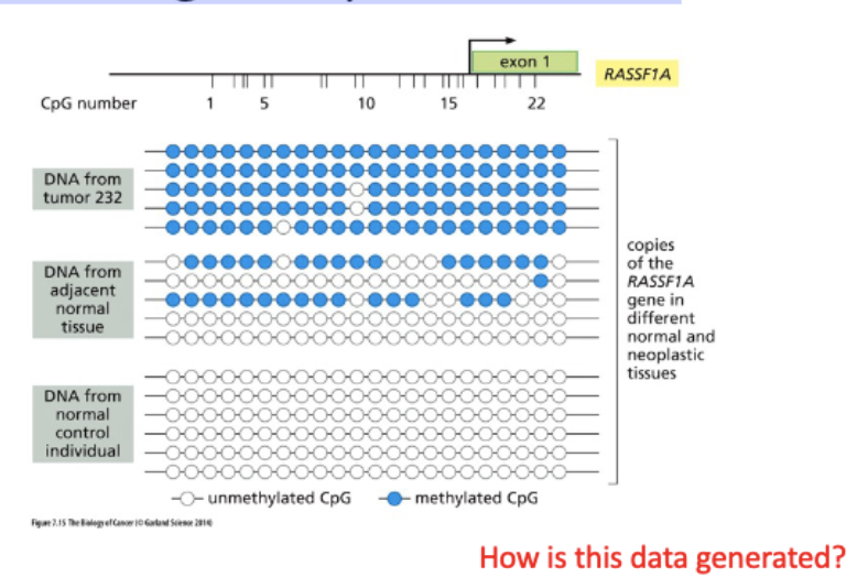 <p>Monitoring methylations status</p>