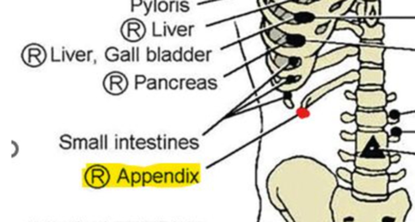 <p>anterior: tip of 12th rib on right</p><p>posterior: T11-T12 on right</p>
