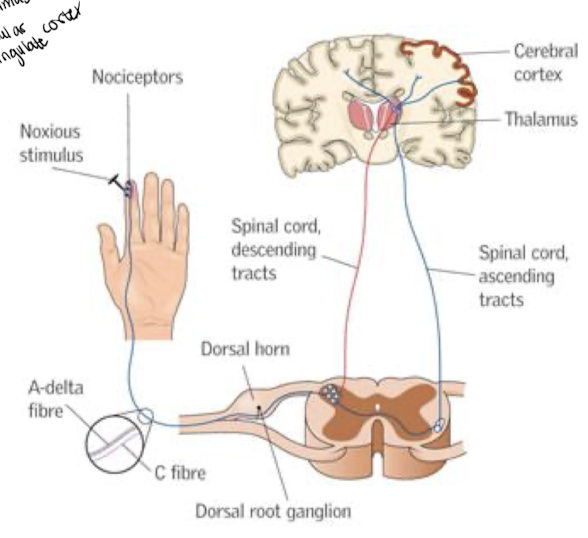 <p>Smärta börjar ute i kroppen (på huden typ) där nocioceptorer reagerar. Två typer av fibrer förmedlar smärtimpulsen till ryggradens bakhorn. Sedan fortsätter smärtimpulsen till thalamus, insular cortex, och cingulate cortex som tar emot impulsen.</p><p>Det sker omkoppling/modulering i flera led och decenderande inhibition/facilitering (=hjärnan skickar signaler för att hämma/blockera smärtsignaler)</p><p>Smärta blir en slutprodukt av denna komplexa process. </p>