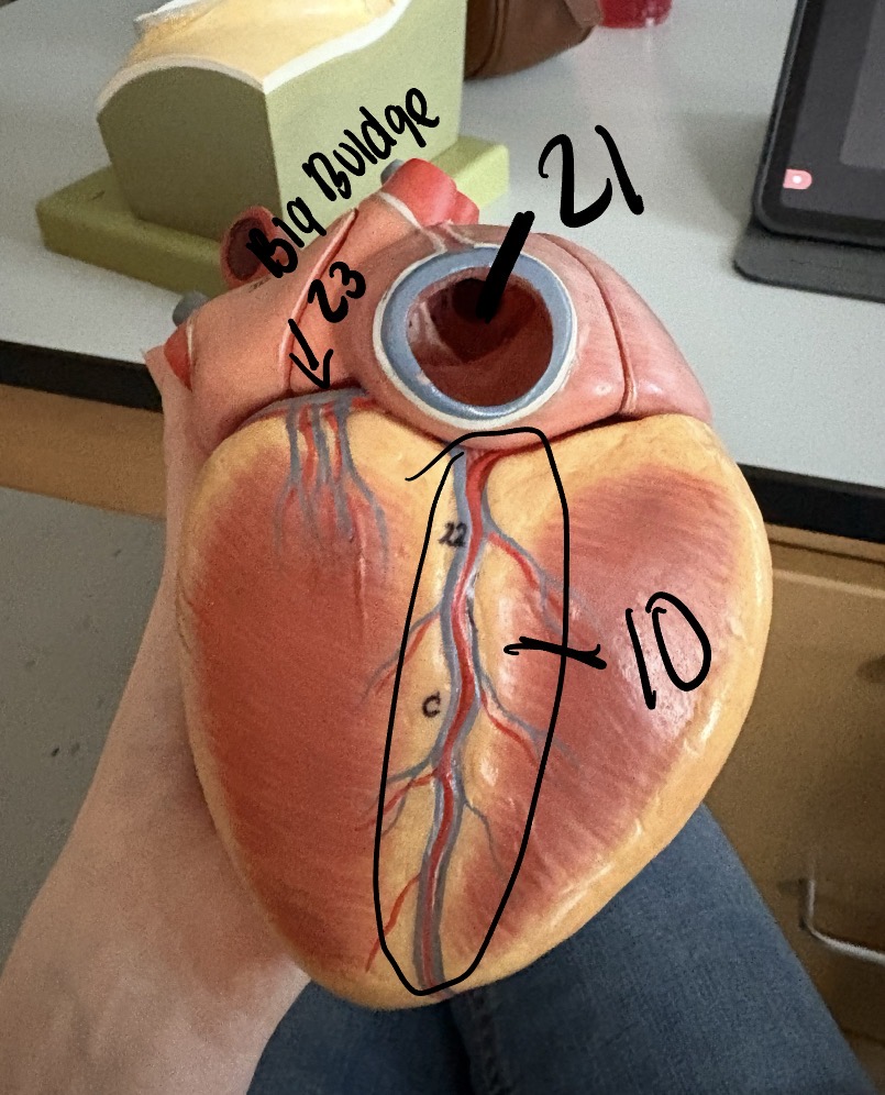 <p>10</p>