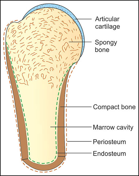 <p>covers INSIDE portion of compact bone</p>