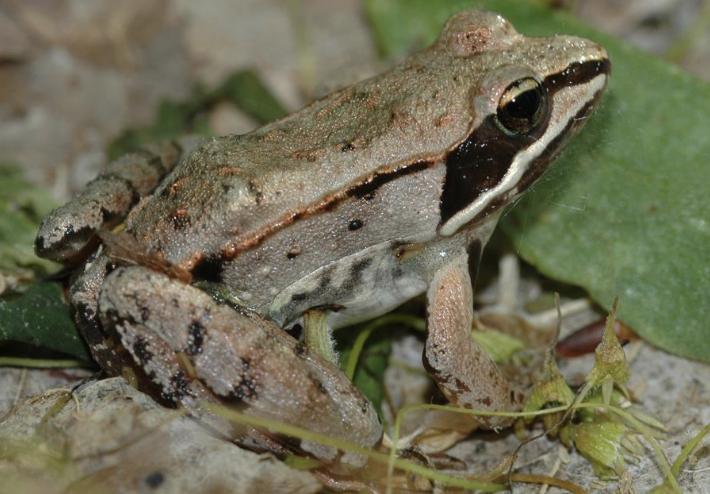 <p>amphibian?</p>