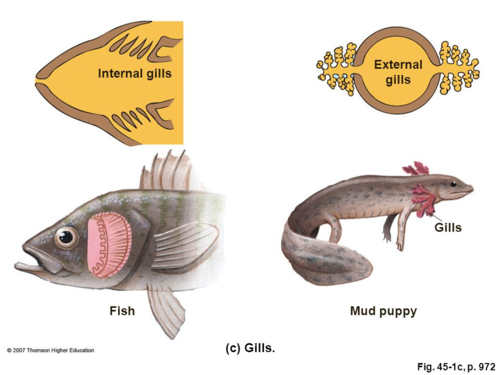 <p>What are the problems associated with external gills?</p>