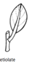 <p>Petiolate</p>