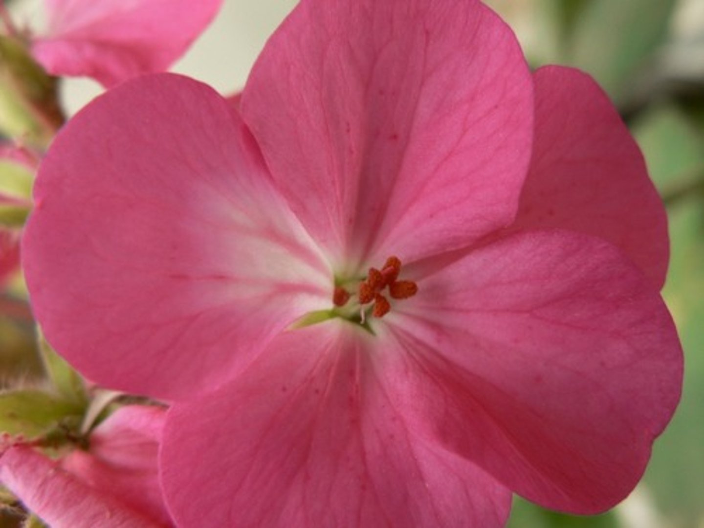 <p>pink</p>