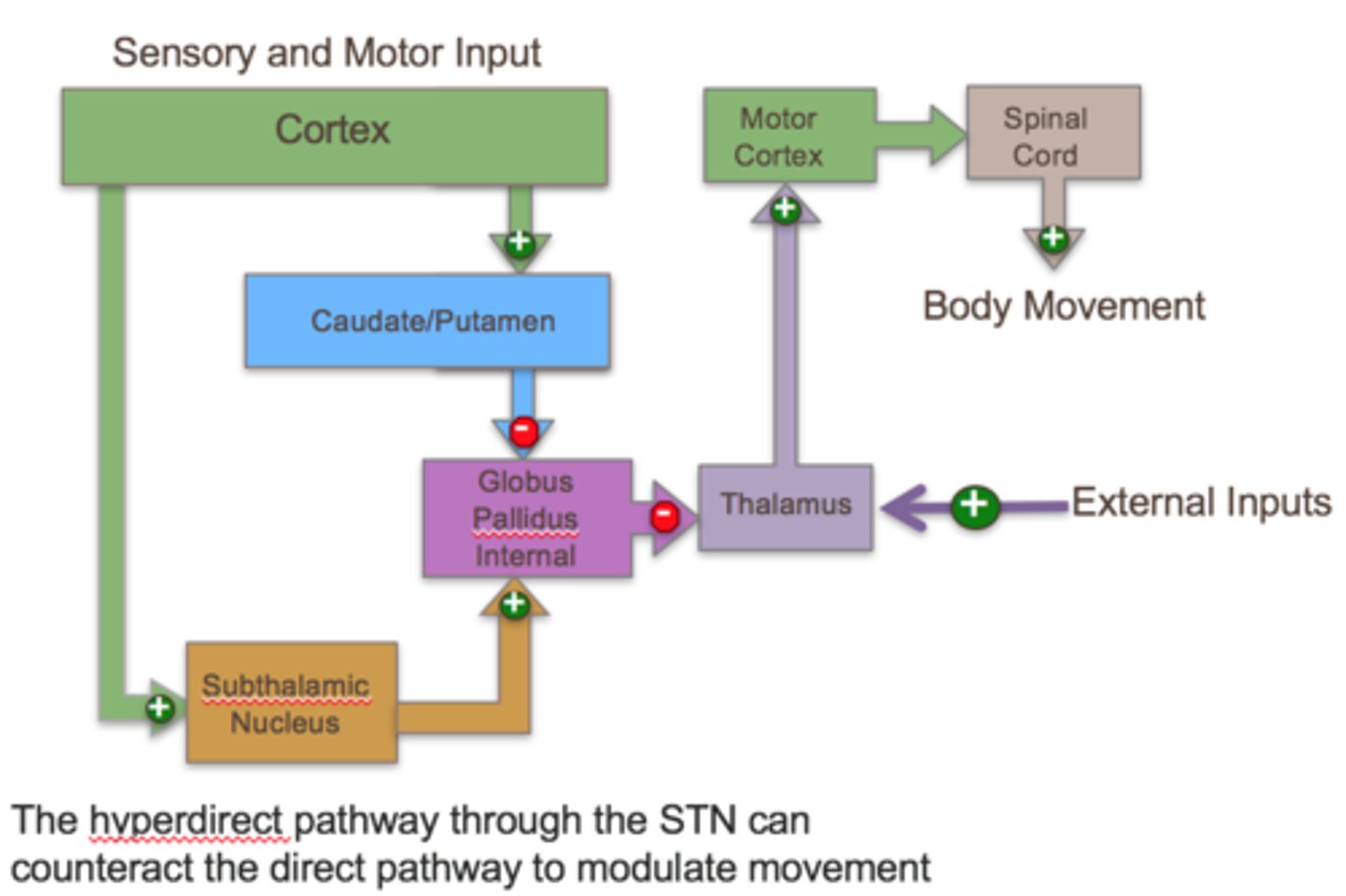 <p>cortex > stimulates STN</p><p>> stimulates GPI</p><p>> increases inhibitory output from BG</p><p>- acts as a very forceful brake, followed by an action</p>