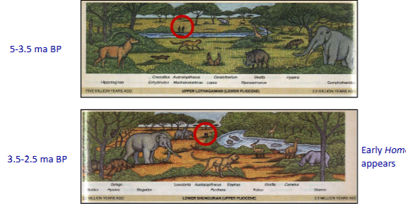 <ul><li><p>cooling and drying of climate</p></li><li><p>habitat becomes more open (more grass, less trees)</p></li></ul><p>reconstruction for one particular area in East Africa(Omo river)</p><ul><li><p>oldest (4 ma BP, Mursi formation)</p><ul><li><p>animals w/forest adaptions</p></li><li><p>many tree pollen, few grass pollen</p></li></ul></li><li><p>youngest (1 ma BP, Shungura formation</p><ul><li><p>many animals w/ savanna adaptations</p></li><li><p>few tree pollen, many grass pollen </p></li></ul></li></ul><p></p>