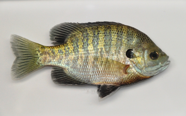 <p>Bluegill</p>